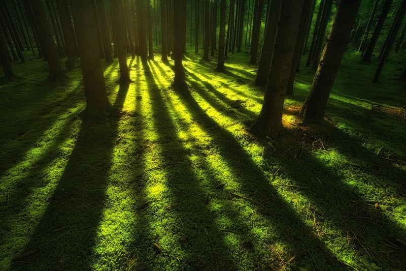 Forest Wilderness