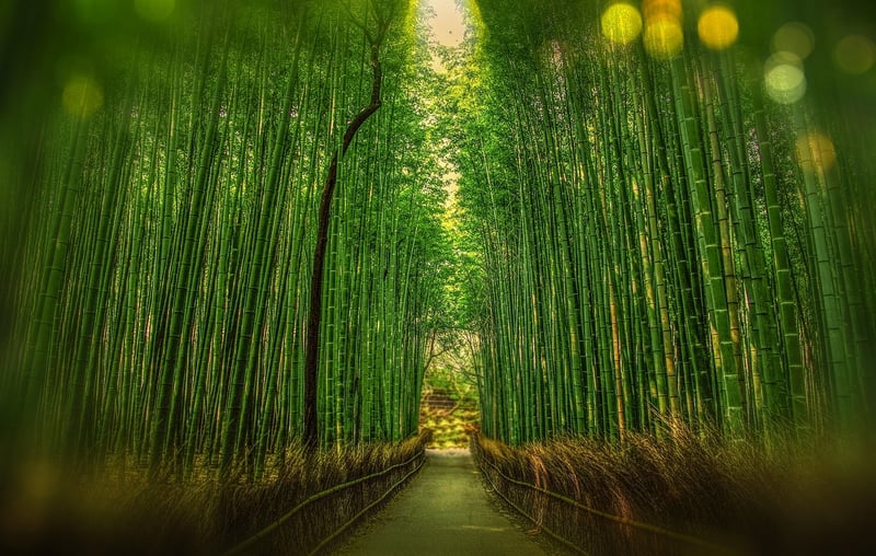Japan Bamboo Forest